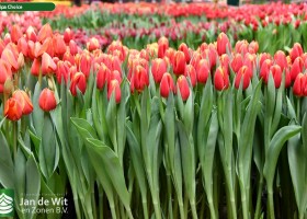 Tulipa Choice ® (2)